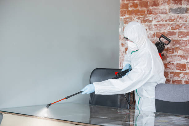 Professional Mold Removal Services in Wappingers Falls, NY