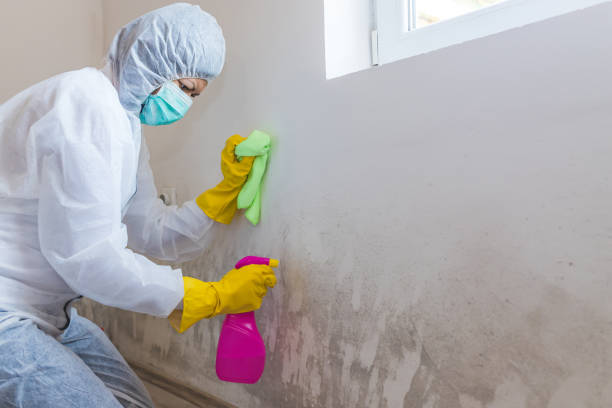 Best Attic Mold Removal  in Wappingers Falls, NY